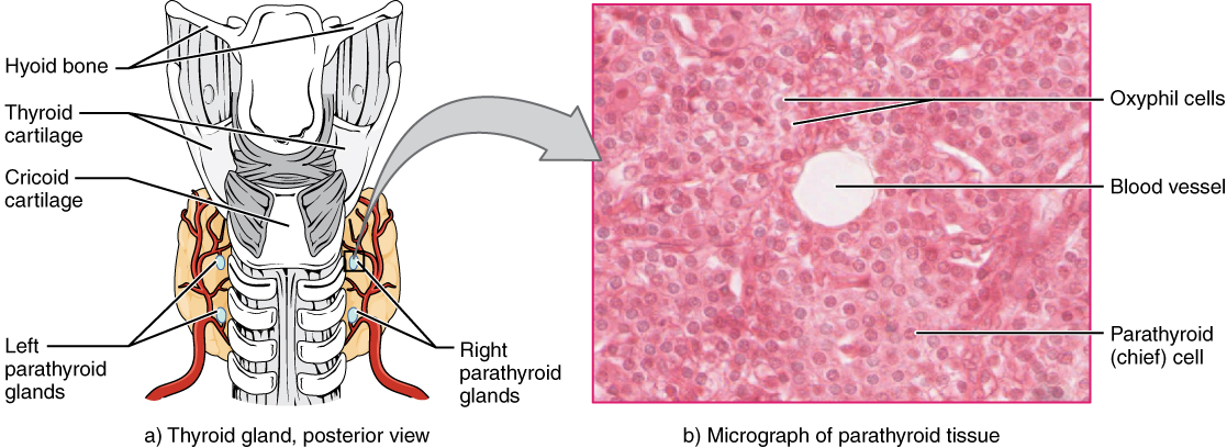 Illustration and micrograph showing paratyroid glands and surrounding structures.