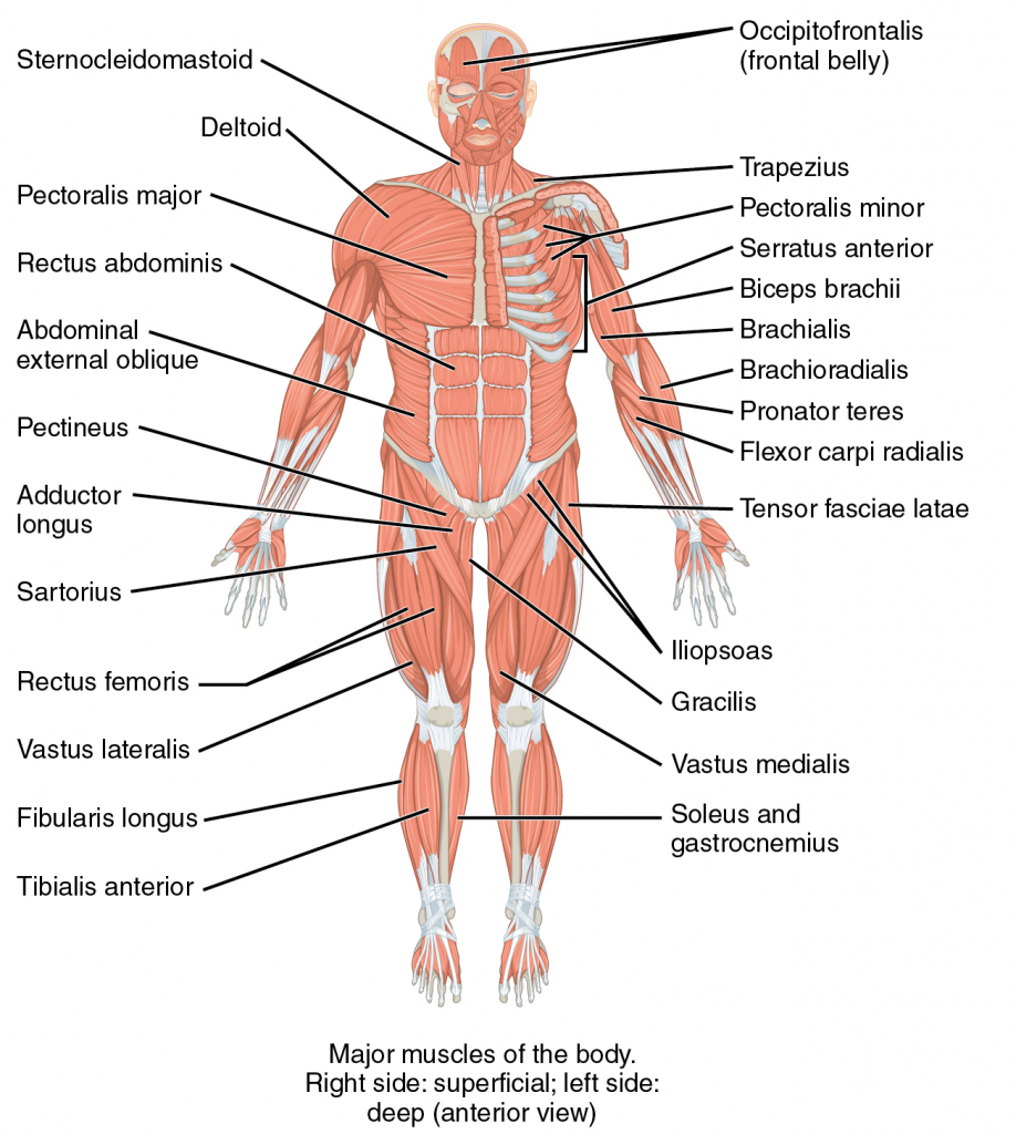 Illustration, with labels, of the musculoskeletal system.