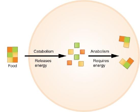 The process of metabolism