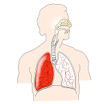 5: Respiratory