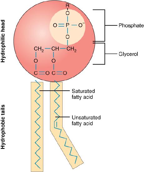 Structure of a phospholipid consisting of a glycerol backbone with two fatty acids and a compound that contains phosphate.