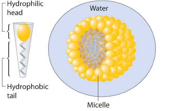 Drawing of the structure of a micelle: each fatty acid of the micelle has the hydrophobic tail at the core of the sphere and the hydrophillic head at the outer edge of the micelle sphere.