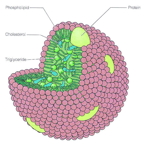 Structure of a lipoprotein. The fat clusters in the center of the molecule and the phospholipids and proteins, which are water-soluble, form the outside of the sphere. This enables lipoproteins to transport fats in the bloodstream.