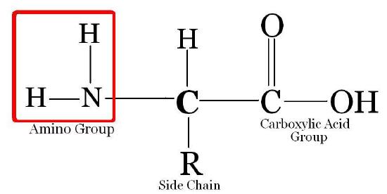 Structure of an amino acid containing a central carbon atom, an amino group, a carboxylic acid group, a hydrogen atom, and a side chain.