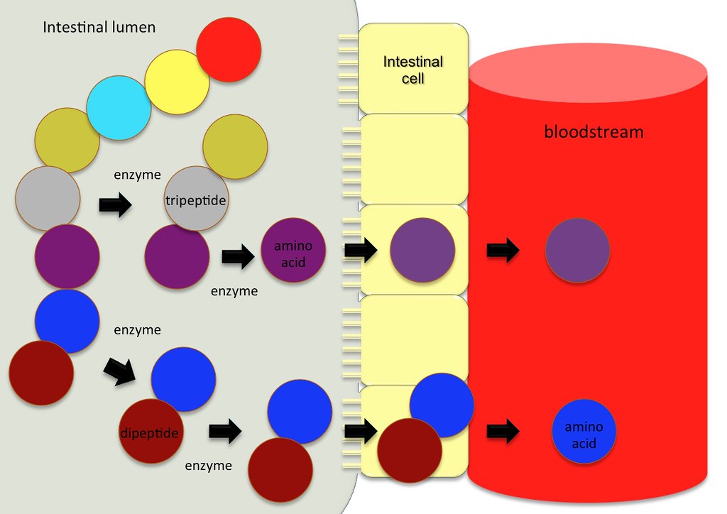 Diagram of protein absorption. Once proteins are digested into dipeptides, tripeptides, and amino acids, they are absorbed into the intestinal cells and then enter the bloodstream as amino acids.