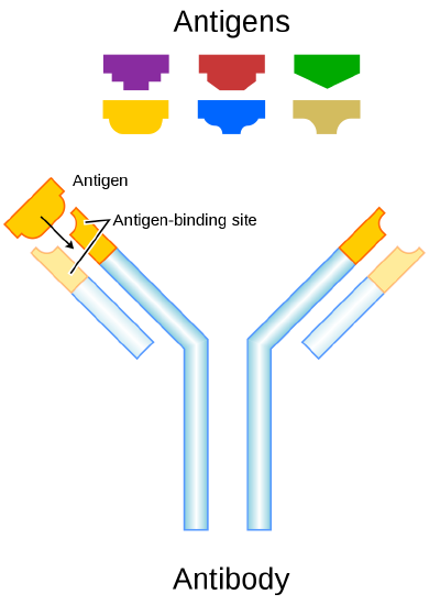 Drawing of an antibody (Y-shaped figure) that attracts antigens that will bind at the edges of the antibody and then be destroyed.