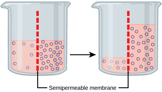 Image showing the process of osmosis in two beakers. The beaker on the left is prior to osmosis and has equal levels of water on both sides of a semi-permeable membrane but relatively more solute on the right side of the membrane. The beaker on the left is after osmosis when the movement of water through a selectively permeable membrane is complete and the level of water is higher on the right side of the membrane to equalize the concentration of water on both sides of the membrane.