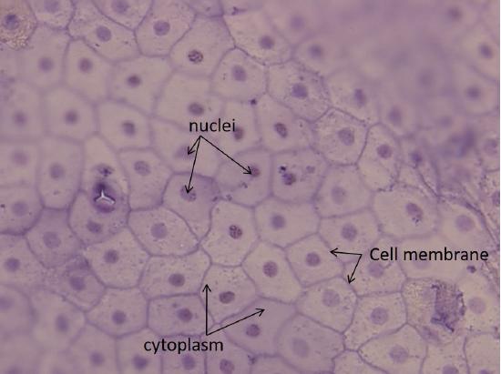 3.3: Epithelial Tissue - Medicine LibreTexts