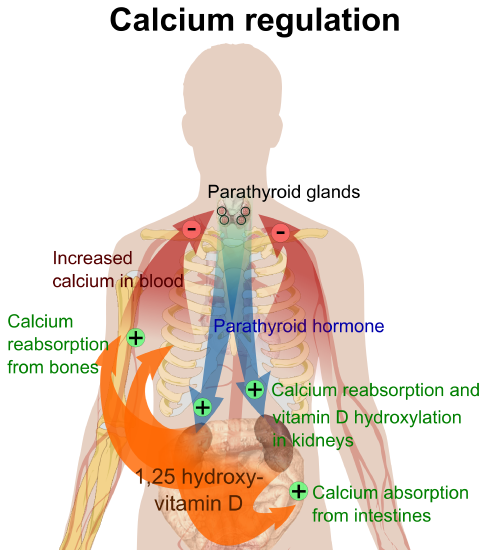 Overview of calcium regulation. Low calcium levels in the blood stimulate parathyroid hormone (PTH) release. PTH increases the movement of calcium from the bones, kidneys, and intestine to the blood. The now higher calcium levels in the blood shut off further PTH release.