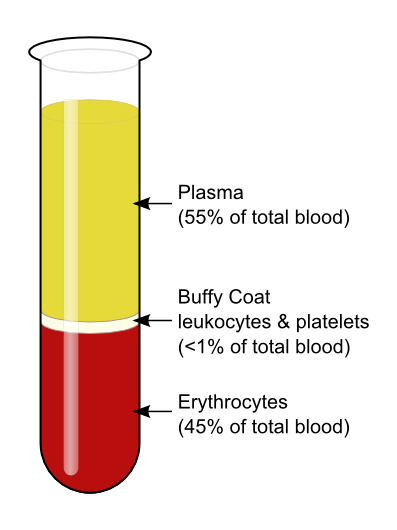 Blood has four components, which are visible when the blood is drawn into a test tube and spun in a centrifuge. The bottom layer is the erythrocytes, or red blood cells which makes up 45% of total blood. The milky layer above the erythrocytes contains the leukocytes and platelets and is less than 1% of total blood. The yellow fluid on top is the plasma which makes up 55% of total blood.