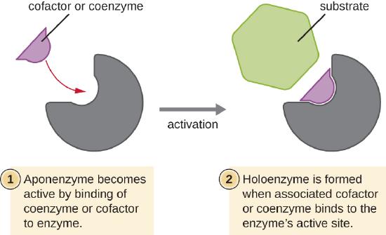 Coenzymes combine with enzymes to activate them, ensuring that the chemical reactions that depend upon these enzymes can occur.
