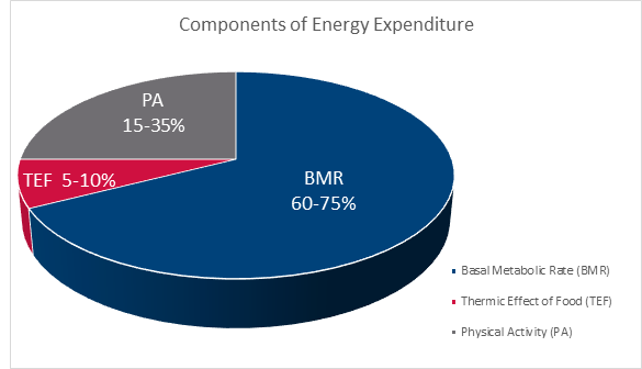 Components of energy expenditure include basal metabolic rate (60-75%), thermic effect of food (5-10%), and physical activity (15-35%).