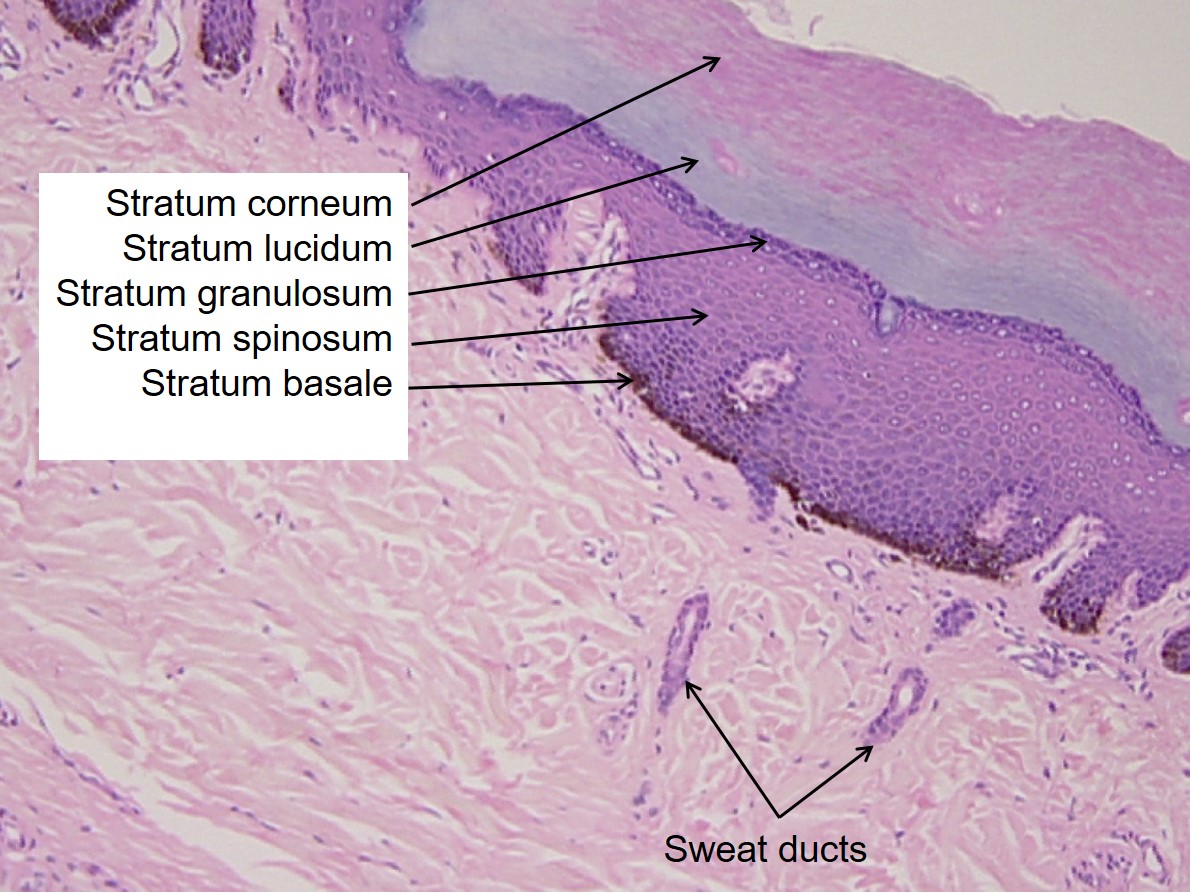 The five layers of the epidermis as viewed under the microscope