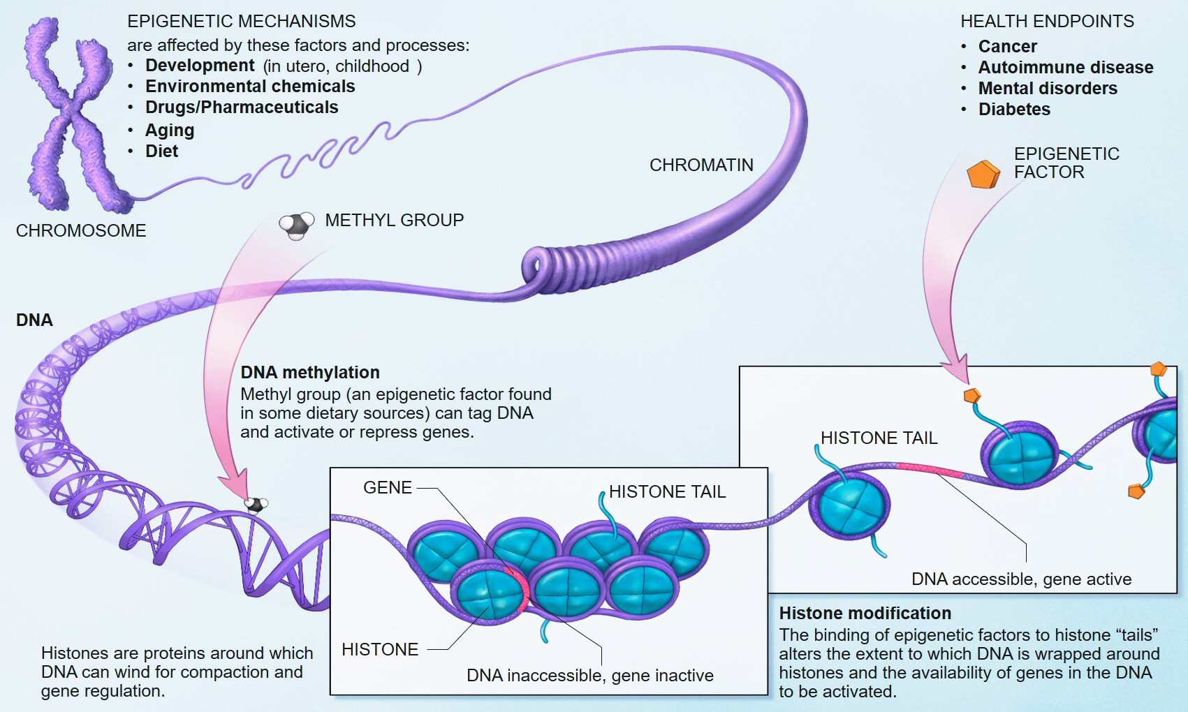 Epigenetic_mechanisms.jpg