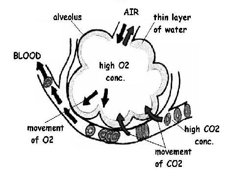 Gas exchange in the alveolus labeled diagram.JPG
