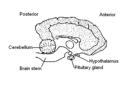 Dog's brain showing position pituitary and hypothalamus.JPG