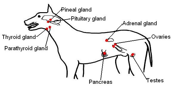 Endocrine organs of dog labelled.JPG
