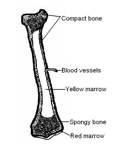 LS long bone labelled.JPG