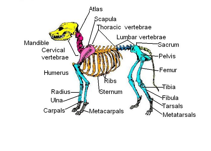 Скелет собаки labelled.JPG