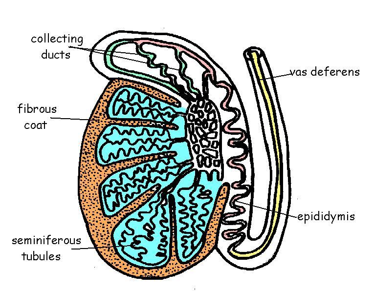 Testis labelled and coloured.JPG