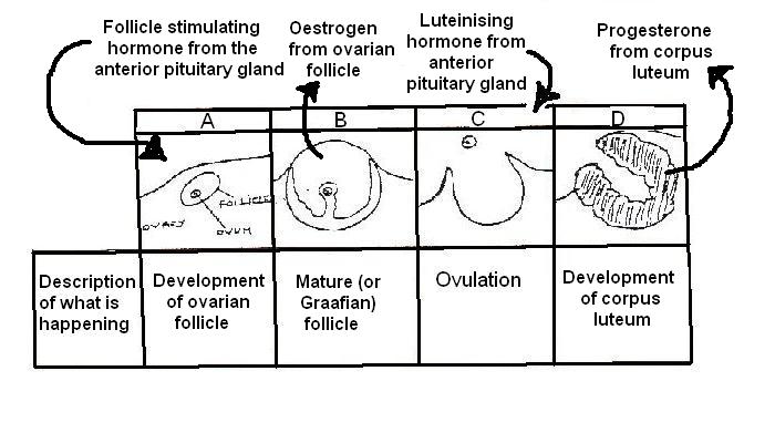 Stages of ovarian cycle labelled for worksheet.JPG