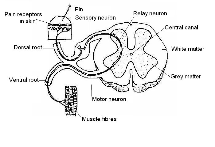 Spinal nervous pathway labelled.JPG