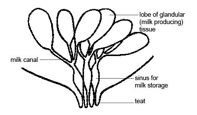 Anatomy_and_physiology_of_animals_reproduction_Mammary_gland.jpg