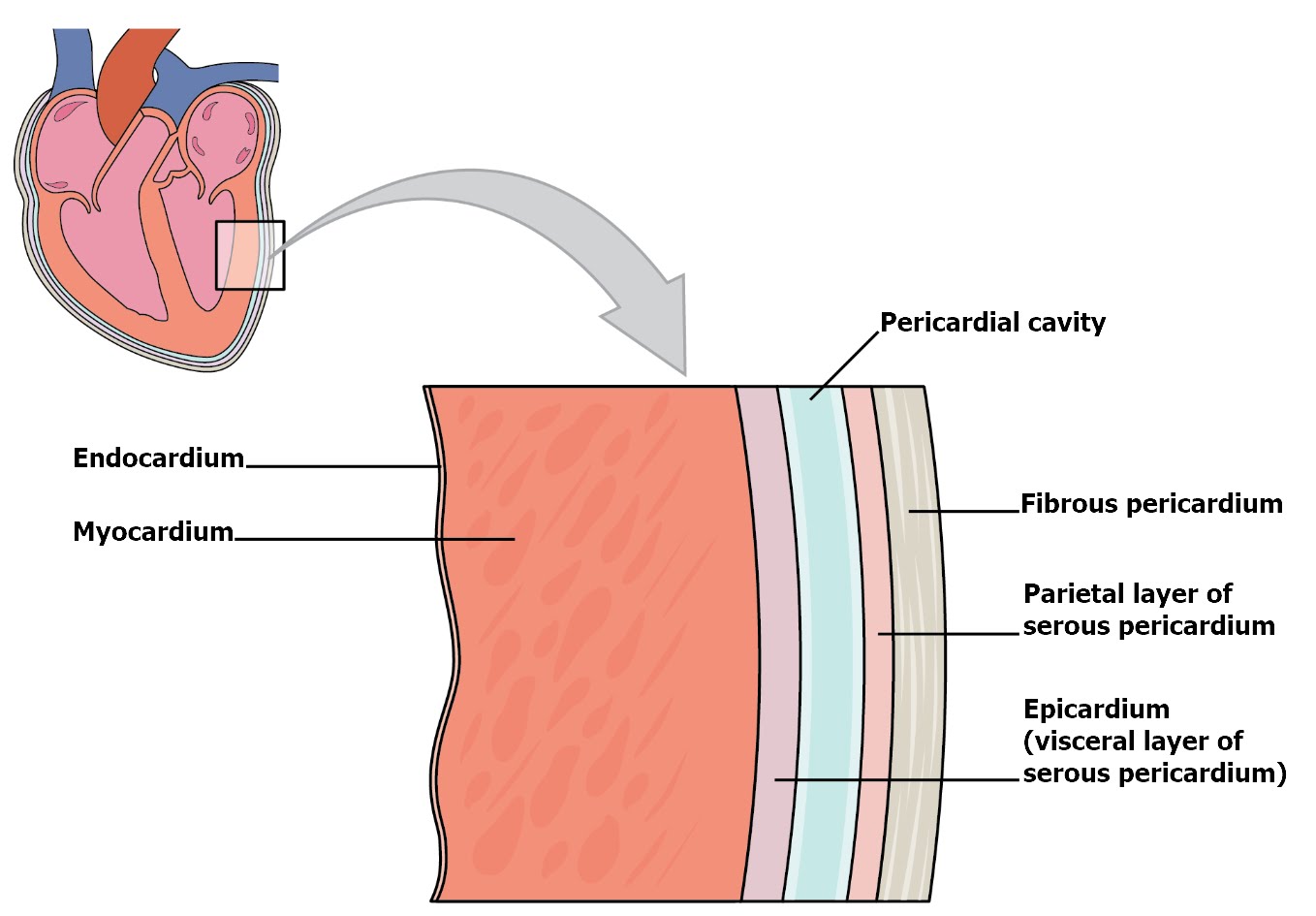 Layers of the Heart Wall and Pericardium (from deep to superficial: Endocardium, Myocardium, Epicardium, Pericardial cavity filled with Serous Fluid, Parietal Pericardium, Fibrous Pericardium)