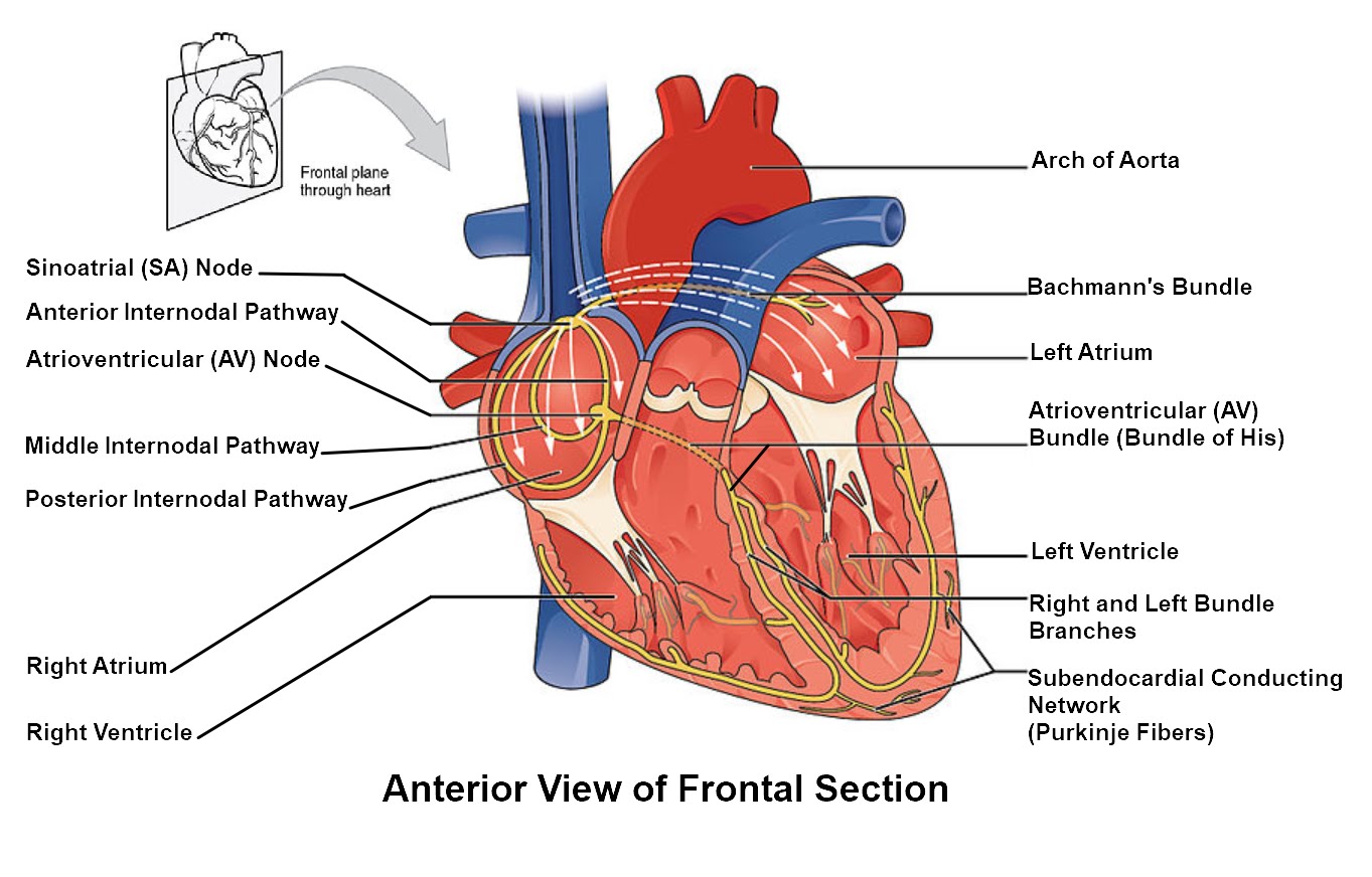 Conducting System of Heart: Sinoatrial node in superior and posterior walls of right atrium; internodal pathways connect sinoatrial node to atrioventricular node at base of right atrium; Bachmann's bundle connects right atrium to left atrium to spread signal throughout atria. Atrioventricular node is at a tiny opening in the cardiac skeleton. Atrioventricular Bundle (Bundle of His) runs from node to myocardium at top of interventricular septum and splits to left and right bundle branches extending down the interventricular septum to apex of heart. Subendocardial Conducting Network (Purkinje Fibers) extends upward from bundle branches unshielded by cardiac skeleton to walls of ventricles and papillary muscles.