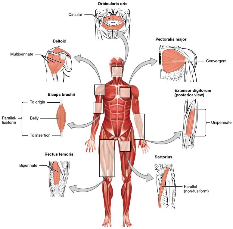Anterior view of human in anatomical position showing the musuclar system.  Muscles of various muscle fiber arrangements are highlighted