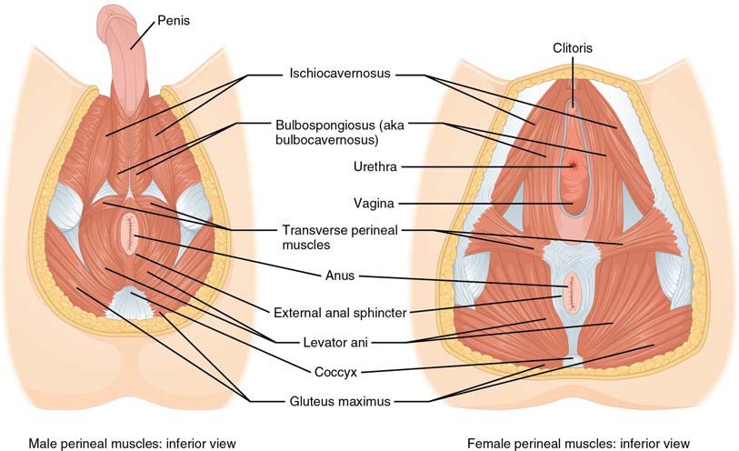 Inferior views of the male and female perineal muscles