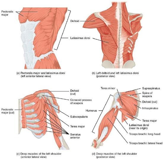 left anterior lateral view of superifical trunk muscles; posterior view of back muscles; anterior lateral view of left pectorial girdle muscles; posterior view of the deep muscles of the left shoulder.