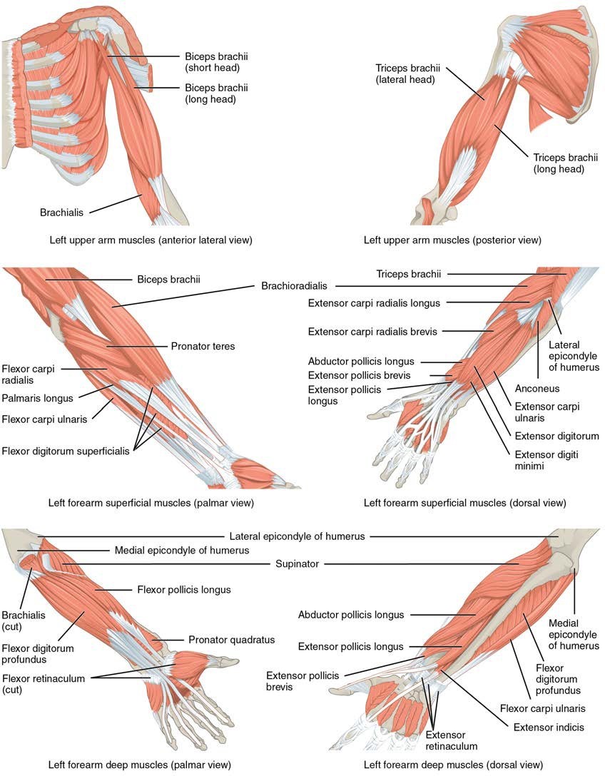 Anterior and posterior views of muscles of the left pectoral girdle; anterior and posterior views of superficial muscles of the forearm; anterior and posterior views of deep muscles of the forearm.