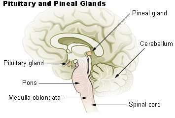 Diagram of the pineal gland in relation to other major parts of the brain.