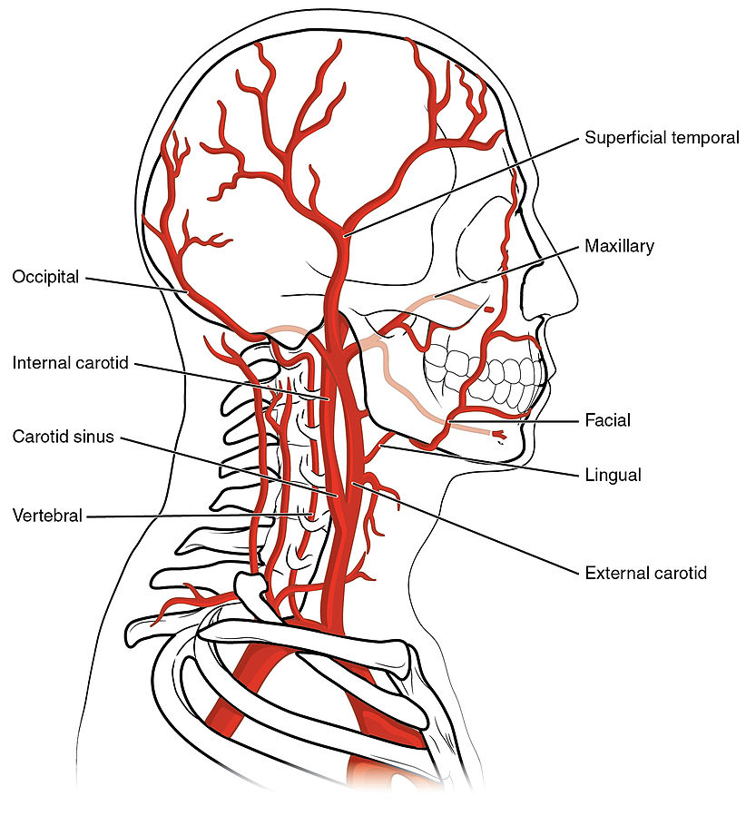 Arteries Supplying Neck and Head