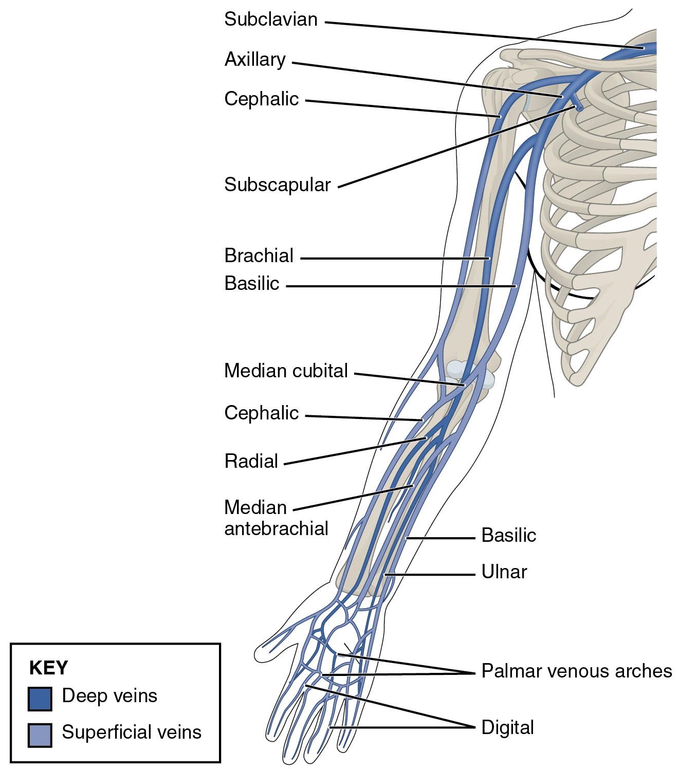Major Veins of the Upper Limb
