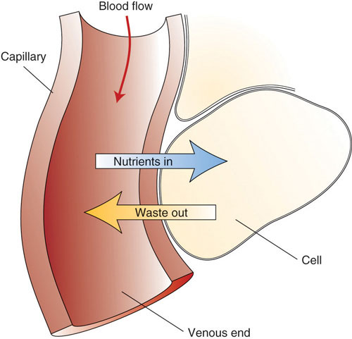 Diagram showing blood flow through a capillary with arrows showing nutrients going from the capillary to the cell and waste going from the cell into the capillary.