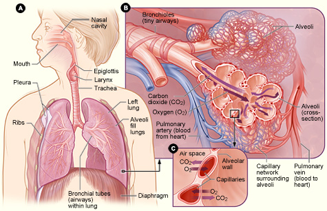 Figure showing major organs of respiratory system: mouth, nasal cavity, epiglotis, larynx, trachea, lungs, etc. Cut-aways showing details of lungs where gas exchange occurs.