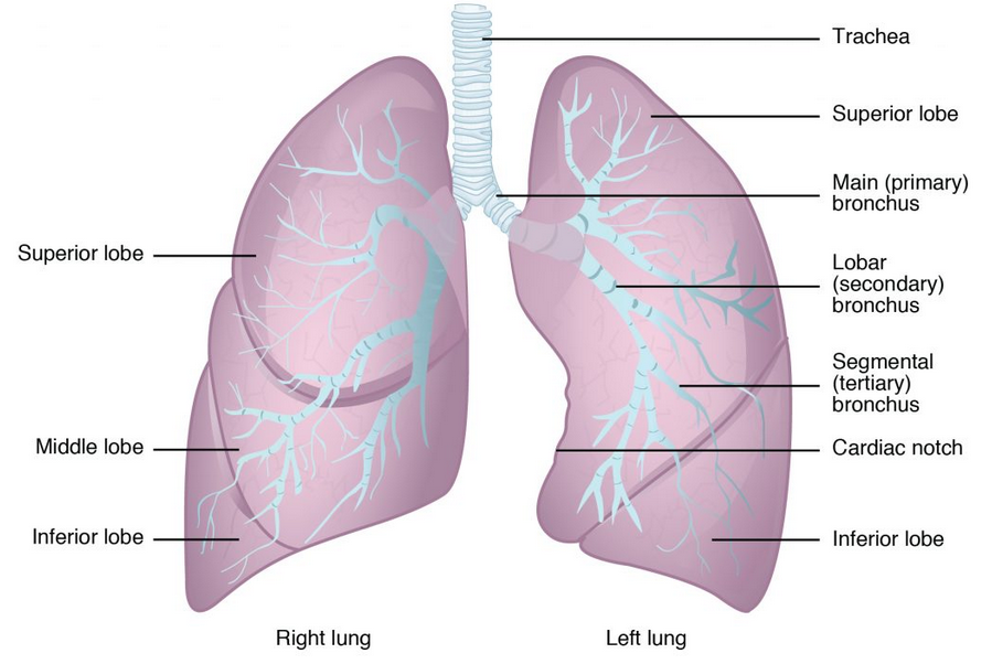 Bronchioles lead to alveolar sacs in the respiratory zone, where gas exchange occurs.