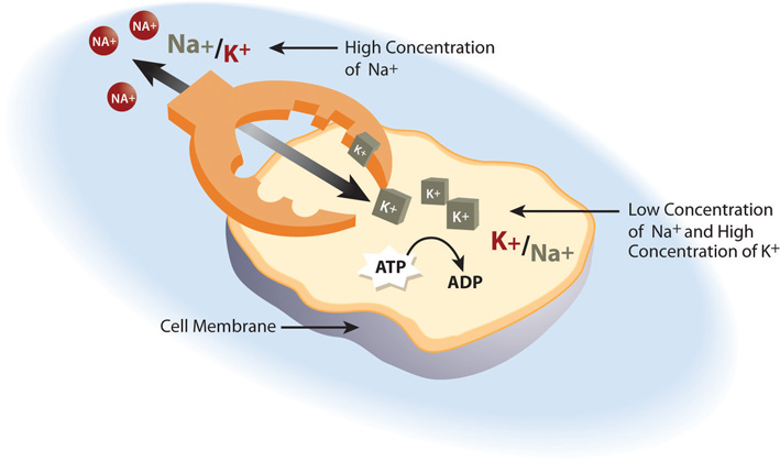 A diagram showing how a cell uses the sodium-potassium pump to maintain a low concentration of Sodium and high concentration of Potassium inside the cell.