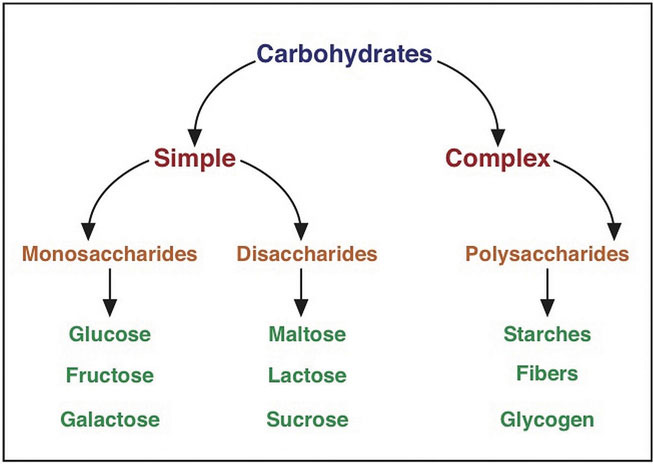 Diagram showing simple carbohydrates: monosaccharides (glucose, fructose, galactose) and disaccharides (maltose, lactose, sucrose). The diagram also shows complex carbohydrates which are polysaccharides, examples include starches, fibers, and glycogen