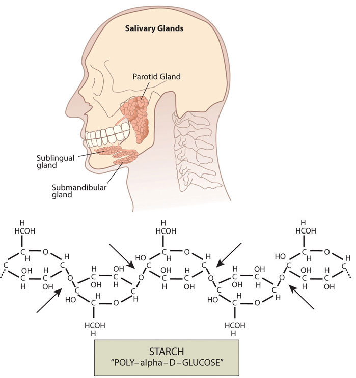 Illustration of a human head and skull including the salivary glands: parotid gland, sublingual gland, and submandibular gland. Skeletal formula of starch "POLY-alpha-D-GLUCOSE"