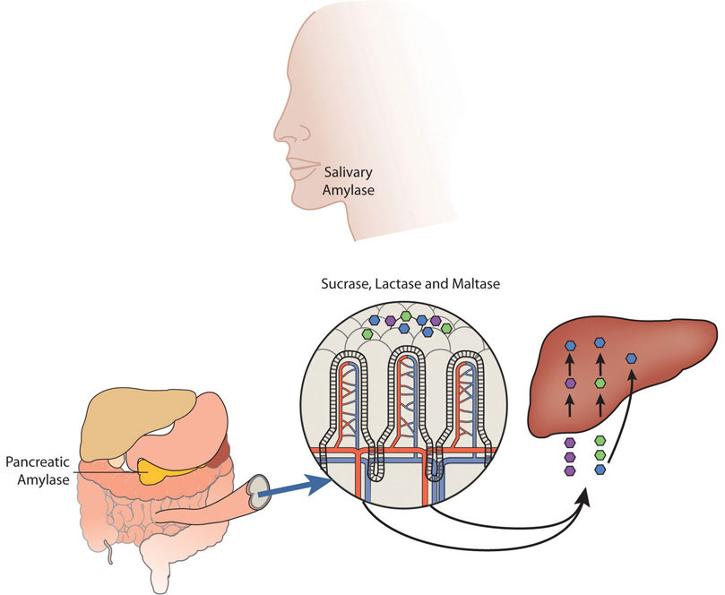 Human head showing salivary amylase, illustration of internal organs including pancreatic amlyase, then being broken down into sucrase, lactase, and maltase which then continue on to the liver.