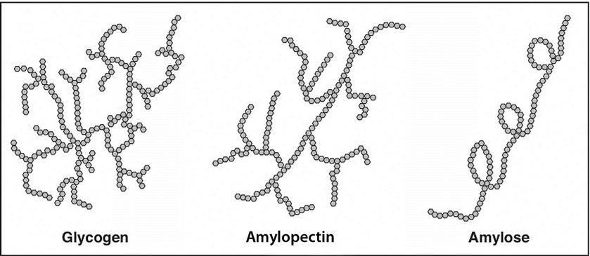 Diagram of Glycogen, Amylopectin, and Amylose