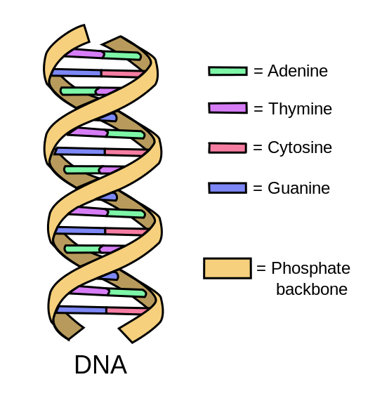 Figure 4.12 Double-stranded DNA
