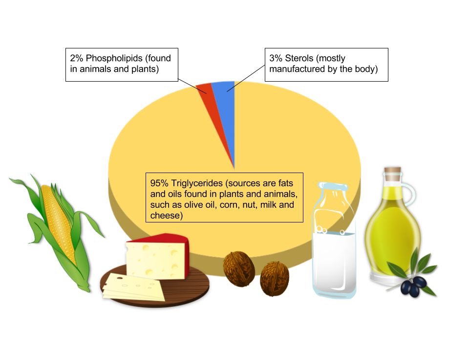 A pie chart showing that 95% of Triglycerides sources are fats and oils found in plants and animals, such as olive oil, corn, nut, milk and cheese, 3% sterols (mostly manufactured by the body). Example images include: corn, cheese, nuts, milik, and oil.