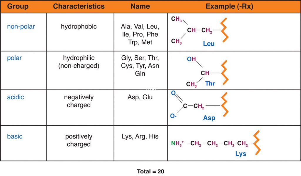 Table of amino acid groups including: non-polar - hydrophonic, polar hydrophilinc (non-charged), acidic-negatively charged, basic-positively charged