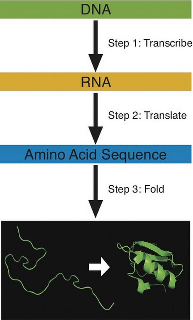 Steps for building a protein: 1: Transcribe DNA, 2. Translate RNA, 3: Fold Amino Acid Sequence