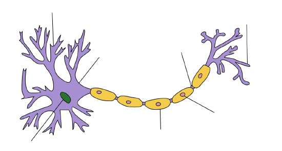 1200px-Neuron_Hand-tuned.svg.png