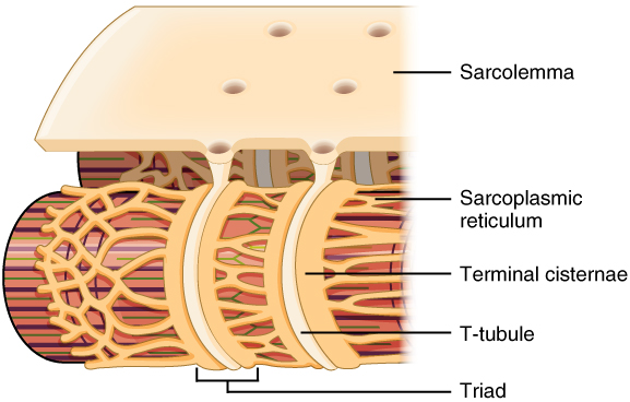 Diagram showing the sarcolemma, sarcoplasmic reticulum, terminal cisternae, t-tubule, and triad